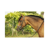 Bridon Goya Clincher argent